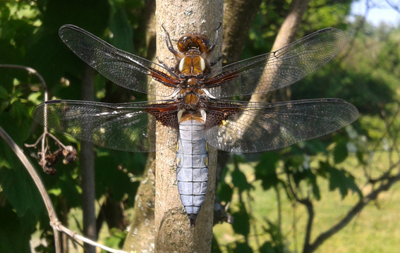 Libellula depressa